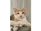 Adopt Butters a Domestic Shorthair cat in Wake Forest, NC (38067401)
