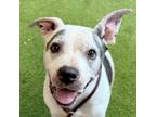 Adopt Nina a American Pit Bull Terrier / Mixed dog in El Cajon, CA (37587038)