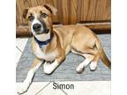 Adopt Simon a Tan/Yellow/Fawn Collie / Boxer / Mixed dog in Flower Mound