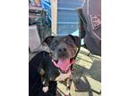 Adopt Delilah a Black American Pit Bull Terrier dog in Johnstown, PA (38226564)