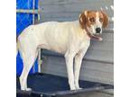 Adopt Serena a Coonhound, Mixed Breed