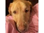 Adopt Chloe 2 a Yellow Labrador Retriever