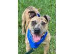 Adopt Pogo a Brindle American Staffordshire Terrier / Catahoula Leopard Dog /