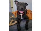 Adopt Han Solo a American Staffordshire Terrier / Terrier (Unknown Type