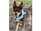 Adopt Scarlett a Husky / Mixed dog in Darlington, SC (38310933)