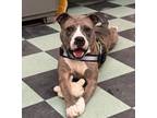 Adopt Grace a American Bully