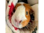 Adopt Daisy a Guinea Pig