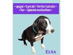 Adopt Elsa a Black Labrador Retriever, American Staffordshire Terrier