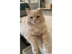 Adopt King a Cream or Ivory Persian (long coat) cat in Fairfax, VA (38267692)