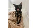 Adopt Trixie a Domestic Short Hair