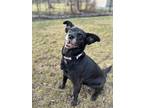 Adopt Finley a Labrador Retriever