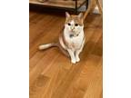 Adopt Peach a Domestic Short Hair