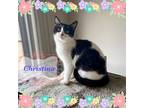 Adopt Christina - dog and cat friendly sweetie! a Black & White or Tuxedo
