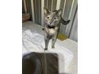 Adopt Opal a Domestic Short Hair, Dilute Tortoiseshell