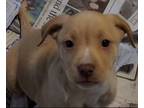 Adopt Sunny a Pit Bull Terrier, Feist