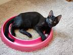 Adopt Remington a All Black Domestic Shorthair (short coat) cat in Smyrna