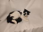 Adopt Fluffy a Domestic Medium Hair