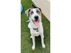 Adopt AUGGIE a White - with Brown or Chocolate Husky / German Shepherd Dog /