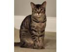 Adopt Musa a Brown Tabby Domestic Shorthair / Mixed (short coat) cat in