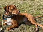 Adopt Tifa a Red/Golden/Orange/Chestnut Vizsla / Catahoula Leopard Dog dog in