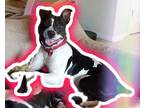 Adopt Frankie a Black - with White Pit Bull Terrier dog in Orlando