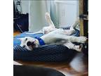 Adopt Apex a White Dogo Argentino / Mixed dog in Orlando, FL (38209746)