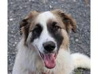 Adopt Enzo SAT a White - with Black German Shepherd Dog / Great Pyrenees dog in