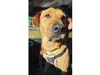 Adopt Tindal a Tan/Yellow/Fawn Mixed Breed (Medium) / Mixed dog in Morganville
