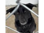 Adopt Reina a Mixed Breed