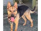 Adopt Lyle D5145 a Tan/Yellow/Fawn - with Black German Shepherd Dog / Mixed dog