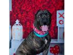 Adopt Vixen a Cane Corso