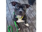 Adopt Thunder a Staffordshire Bull Terrier, Pit Bull Terrier