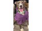 Adopt Cindy a Pit Bull Terrier