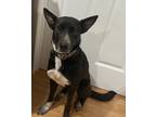Adopt Luna a Black - with White Collie / Basenji / Mixed dog in Pearland