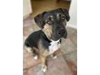 Adopt Sasha Lee a Labrador Retriever / Plott Hound / Mixed dog in Frederick