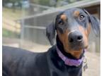 Adopt Barron a Doberman Pinscher