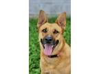 Adopt Stella a Red/Golden/Orange/Chestnut - with Black German Shepherd Dog /