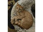 Adopt Samoa a Orange or Red Tabby Domestic Shorthair (short coat) cat in