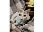 Adopt Trefoil a White (Mostly) Domestic Shorthair (short coat) cat in