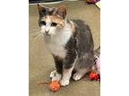 Adopt Tulip a Orange or Red (Mostly) Domestic Shorthair / Mixed (short coat) cat
