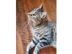 Adopt Bee Gee a Domestic Shorthair / Mixed (short coat) cat in Skippack