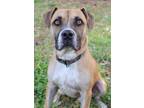 Adopt Mack a Mixed Breed