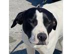 Adopt BERNIE a Pointer / Mixed Breed (Medium) / Mixed dog in Crossville