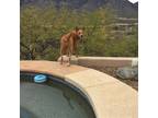 Adopt GYPSY a Carolina Dog / Mixed dog in Oro Valley, AZ (38094271)