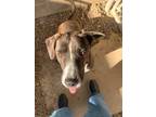 Adopt Tiger Lilly 54020 a Brindle - with White American Pit Bull Terrier /