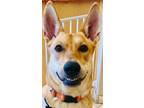 Adopt DIXIE a Tan/Yellow/Fawn - with White Carolina Dog / Mixed dog in Oro