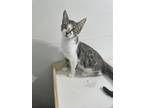 Adopt Chester a Domestic Shorthair / Mixed (short coat) cat in Brea