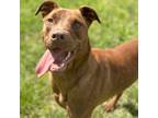 Adopt Niko a Mixed Breed (Medium) / Labrador Retriever / Mixed dog in Little
