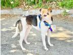 Adopt *Roger Rabbit a Tricolor (Tan/Brown & Black & White) Jack Russell Terrier
