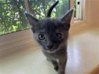Adopt Gracie a Tortoiseshell Domestic Shorthair / Mixed cat in Brea